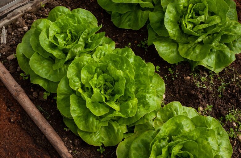 Moestuin starten met een kweekbak