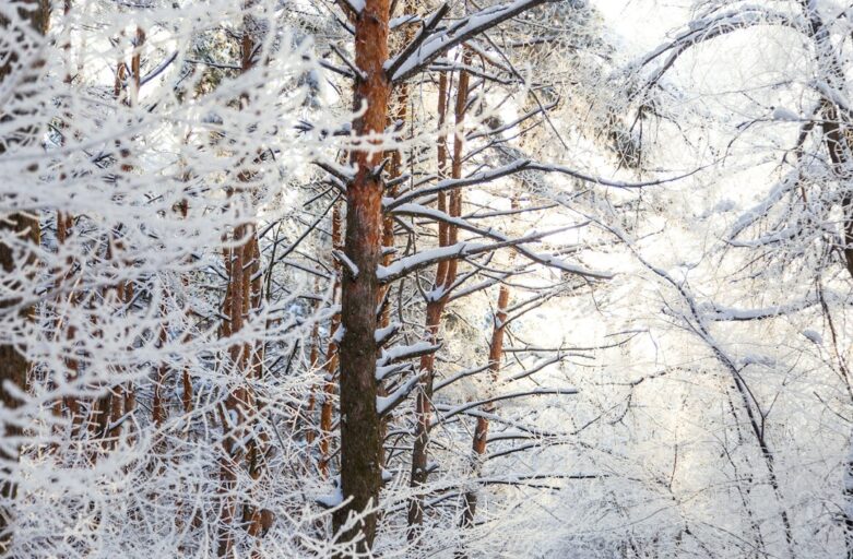 snow covered tree branches